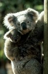 Koala su albero