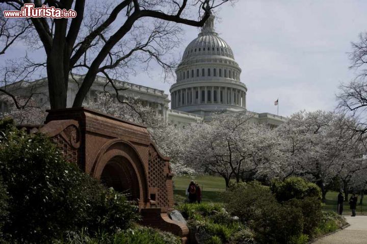 Immagine Fioritura al Campidoglio di Washington - La sede del Congresso americano fotografata durante il periodo della fioritura primaverile