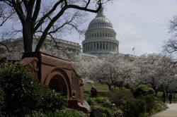 Fioritura al Campidoglio di Washington - La sede del Congresso americano fotografata durante il periodo della fioritura primaverile
