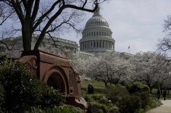 Fioritura al Campidoglio di Washington - La sede del Congresso americano fotografata durante il periodo della fioritura primaverile
