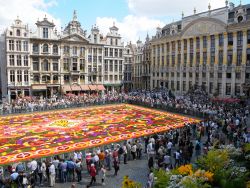 Ogni due anni i turisti si ammassano sui lati della Grand Place per ammirare il tappeto di fiori, il Flower Carpet di Bruxelles - © skyfish / Shutterstock.com 