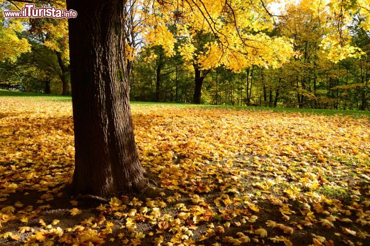 Immagine Albero nel Frogner Park di Oslo in autunno. Il parco è aperto tutto l'anno con orario continuato h24 - © Cherry Mnitan / Shutterstock.com