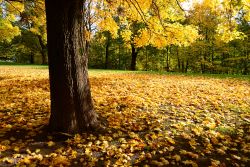 Albero nel Frogner Park di Oslo in autunno. Il parco è aperto tutto l'anno con orario continuato h24 - © Cherry Mnitan / Shutterstock.com