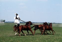 Show equestre ungherese in estate