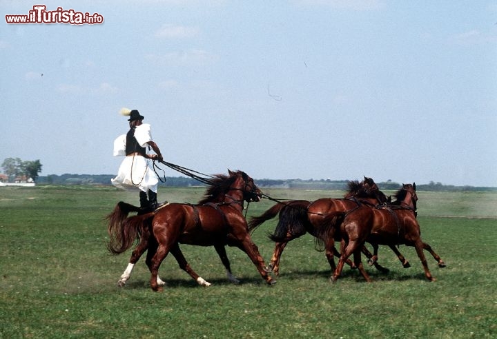 Show equestre ungherese in estate