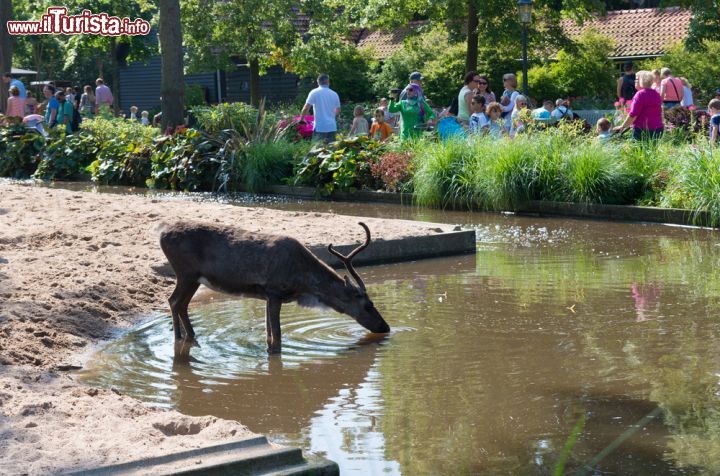Immagine Un Cervo si abbevera in un recinto dello storico Zoo di Amstrdam - © hans engbers / Shutterstock.com