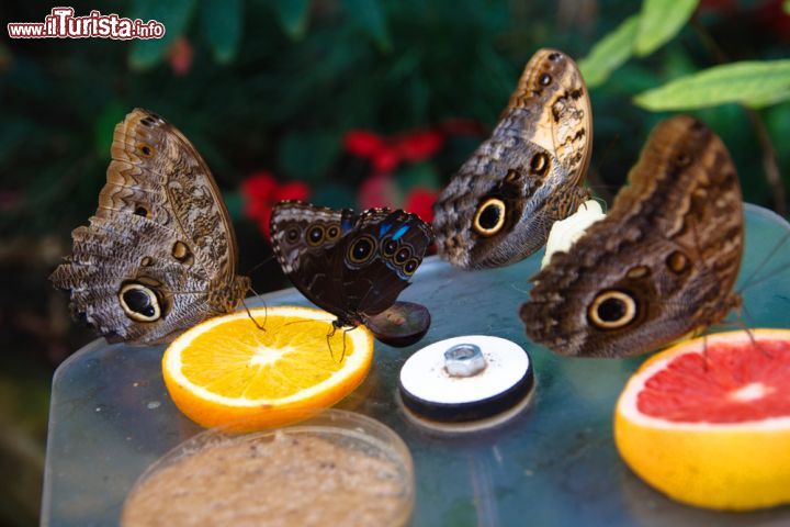 Immagine Il Padiglione delle Farfalle raccoglie specie esotiche da molte regioni della Terra. E' una delle attrazioni dello Zoo Reale di Amsterdam (Artis) - © Dmitry Sokolov / Shutterstock.com