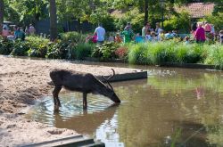 Un Cervo si abbevera in un recinto dello storico Zoo di Amstrdam - © hans engbers / Shutterstock.com 