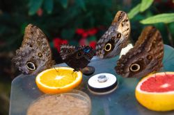 Il Padiglione delle Farfalle raccoglie specie esotiche da molte regioni della Terra. E' una delle attrazioni dello Zoo Reale di Amsterdam (Artis) - © Dmitry Sokolov / Shutterstock.com ...