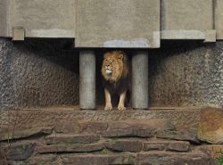 Un leone maschio nella sua grigia (e un pò triste) tana allo zoo di Amsterdam - © Tim Grootkerk / Shutterstock.com