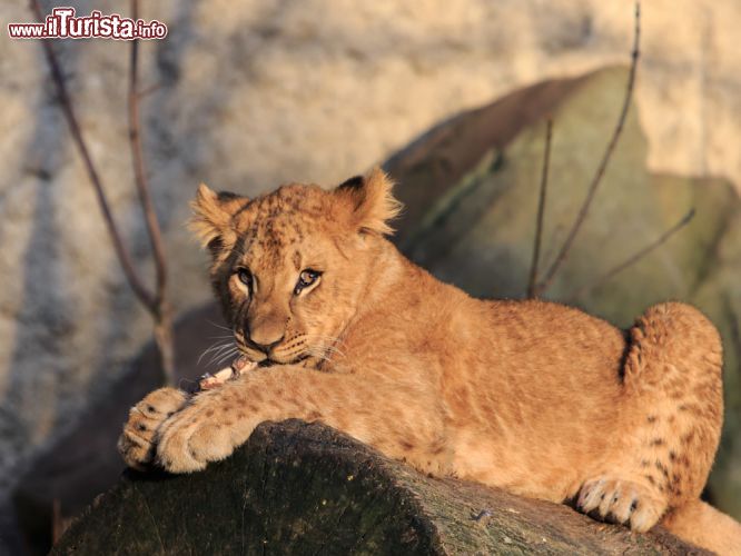 Immagine Un giovane Leone sorpreso a pasteggiare nel suo recinto allo Zoo Artis di Amsterdam in Olanda - © A Jellema / Shutterstock.com