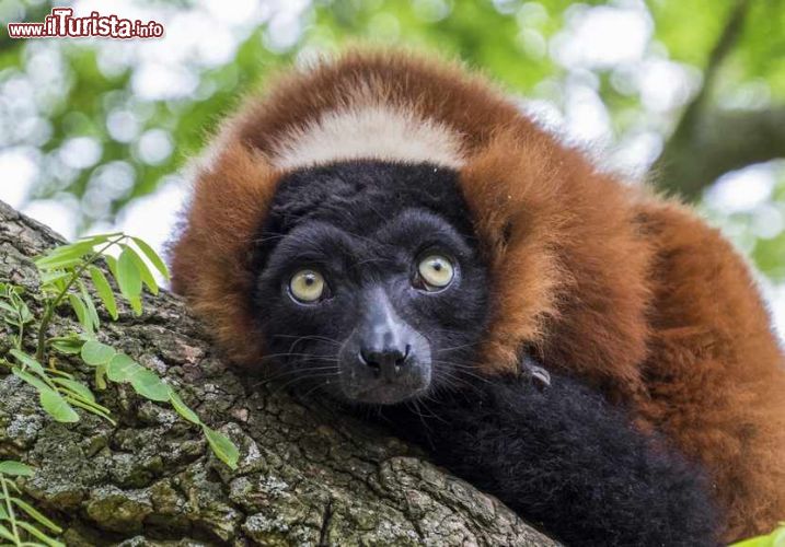 Immagine Un Lemure, dallo sguardo un pò triste, fotografato all'interno dell'Artis Zoo Reale di Amsterdam - © Richard Bowden / Shutterstock.com