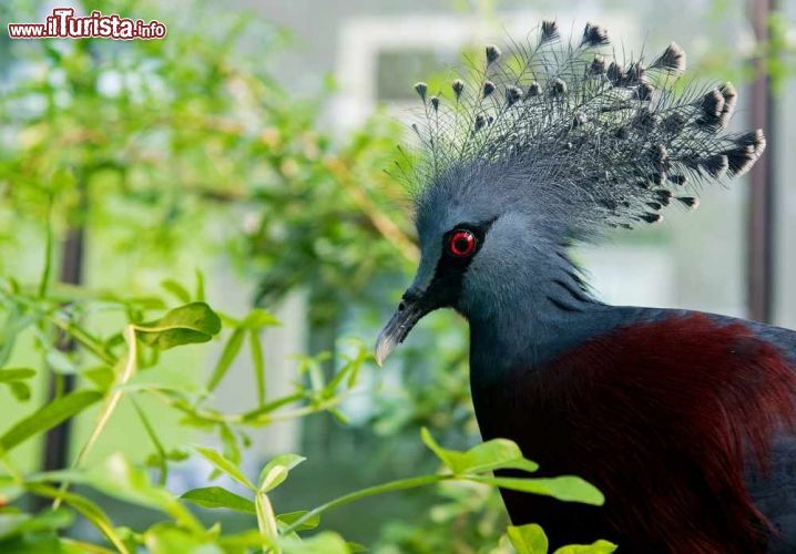 Immagine Un uccello esotico  nella Casa degli Uccelli presso l'Artis Zoo di Amsterdam - © crazy82 / Shutterstock.com