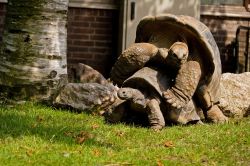 Testuggini delle Galapagos si accoppiano allo zoo di Amsterdam - © Ivica Drusany / Shutterstock.com