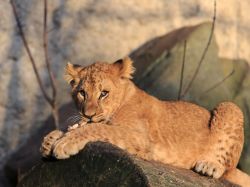 Un giovane Leone sorpreso a pasteggiare nel suo recinto allo Zoo Artis di Amsterdam in Olanda - © A Jellema / Shutterstock.com