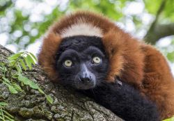 Un Lemure, dallo sguardo un pò triste, fotografato all'interno dell'Artis Zoo Reale di Amsterdam - © Richard Bowden / Shutterstock.com