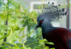 Un uccello esotico  nella Casa degli Uccelli presso l'Artis Zoo di Amsterdam - © crazy82 / Shutterstock.com