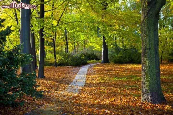 Immagine il bosco del Grosser Tiergarten il grande parco di Berlino - © chrisdorney / Shutterstock.com