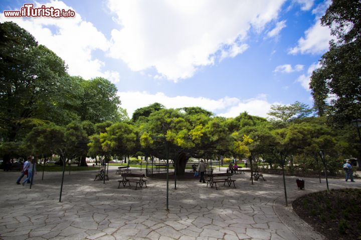 Immagine Jardin de Principe Real, lo spazio verde sopraelevato intitolato a França Borges in centro a Lisbona . In fotografia un bel esemplare di cipresso portoghese - © De Alatryste - CC BY-SA 3.0 - Wikipedia