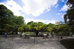 Jardin de Principe Real, lo spazio verde sopraelevato intitolato a França Borges in centro a Lisbona . In fotografia un bel esemplare di cipresso portoghese - © De Alatryste - CC ...