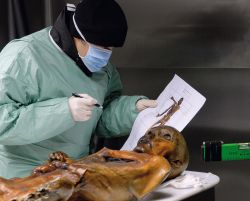 Un esame sulla mummia di Otzi (o del Similaun),m l'uomo venuto dal ghiaccio che si trova all'interno del Museo Archeologico di Bolzano - © Museo Archeologico dell’Alto ...