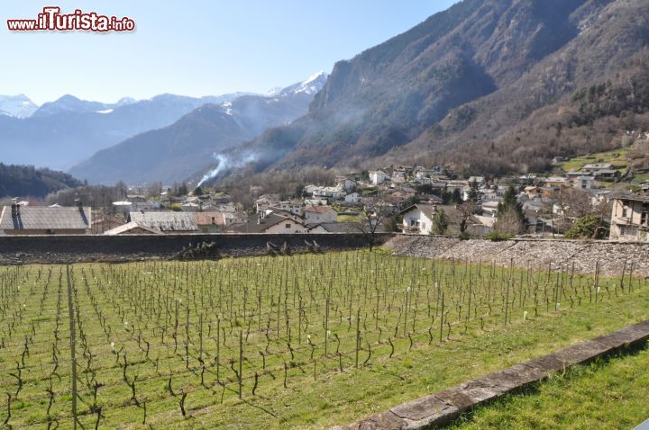 Immagine La grande vigna che fa parte del complesso di Plazzo Vertemate Franchi a Chiavenna