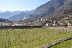 La grande vigna che fa parte del complesso di Plazzo Vertemate Franchi a Chiavenna