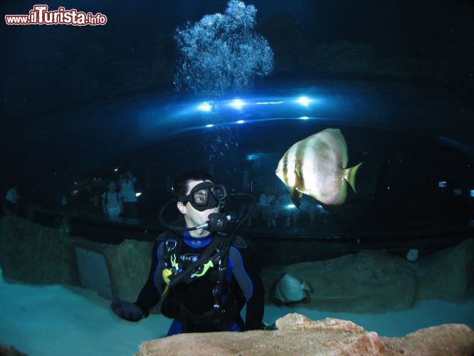 Immagine Bassin Atlantique, la vasca dell'Acquario di Parigi  che riproduce le condizioni di vita nell'oceano Atlantico