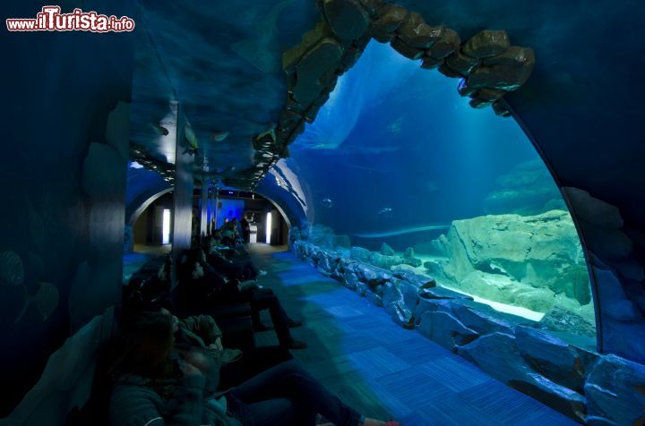 Immagine Il Tunnel degli Squali è forse la principale attrazione dell'Acquario di Parigi