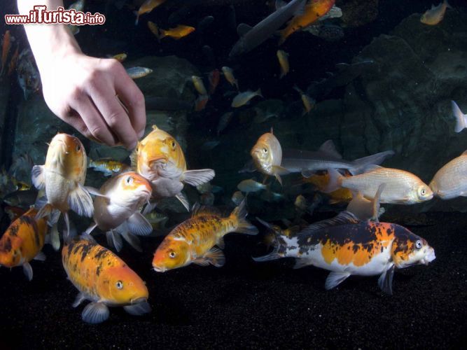 Immagine La vasca tattile (Bassin caresses) all'Acquario di Parigi CineAqua