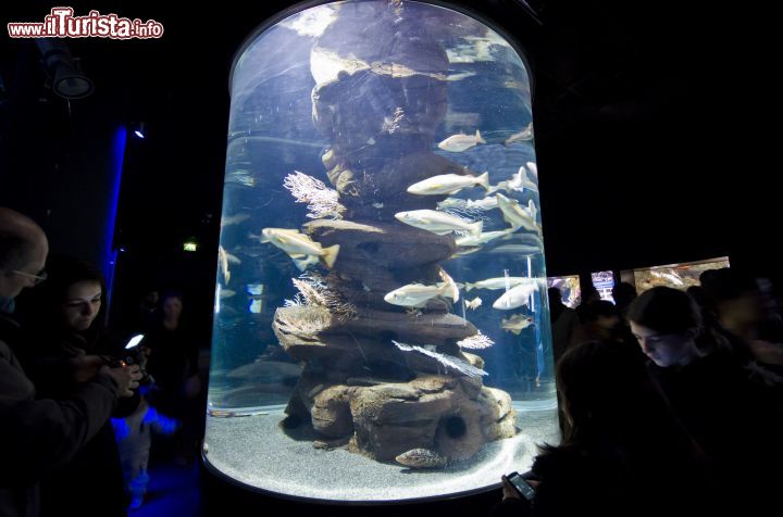Immagine La cosiddetta Zona Atlantica con i pesci pelagigci dell'Acquario di Parigi