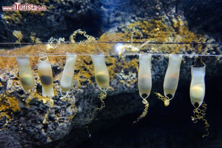 Immagine Le uova di gattuccio di mare all'aquario di Parigi