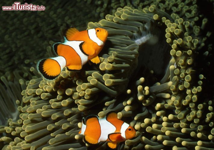 Immagine Pesci pagliaccio al CIneAqua, l'Aquarium de Paris