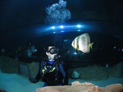 Bassin Atlantique, la vasca dell'Acquario di Parigi  che riproduce le condizioni di vita nell'oceano Atlantico