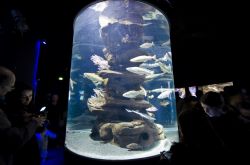 La cosiddetta Zona Atlantica con i pesci pelagigci dell'Acquario di Parigi