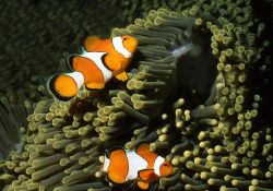 Pesci pagliaccio al CIneAqua, l'Aquarium de Paris