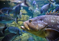 Una Cernia fotografata all'acquario di Parigi