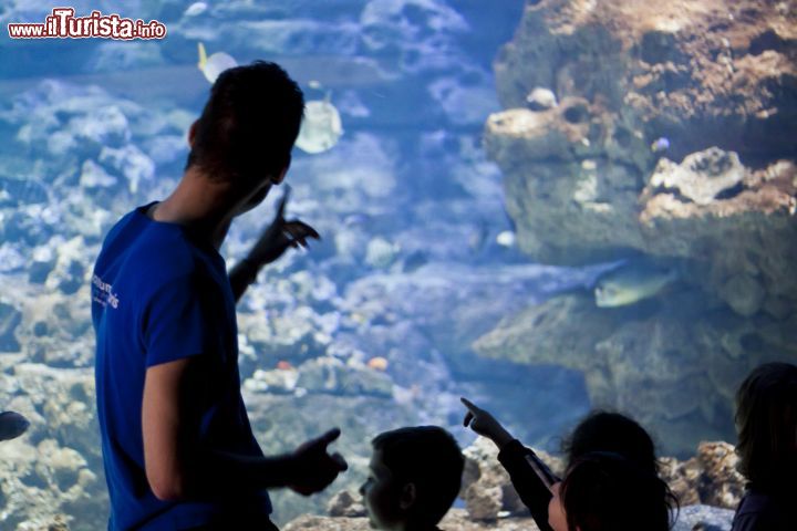 Immagine Un biologo marino spiega i segreti dei pesci Acquario di Parigi