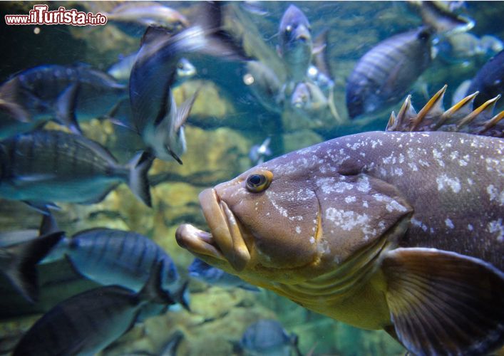 Immagine Una Cernia fotografata all'acquario di Parigi