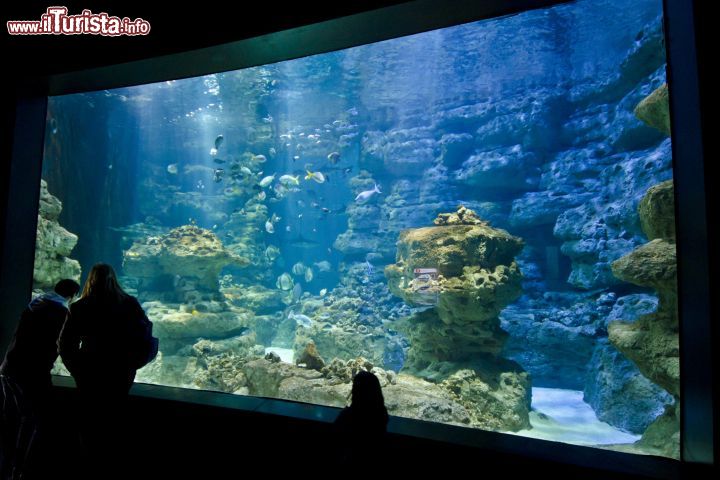 Cosa vedere e cosa visitare Acquario CineAqua