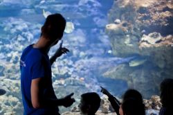 Un biologo marino spiega i segreti dei pesci Acquario di Parigi
