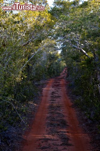 Immagine Le escursioni all'interno della Foresta Arabuko-Sokoke (Kenya) si possono effettuare da soli o accompagnati da una guida ufficiale.