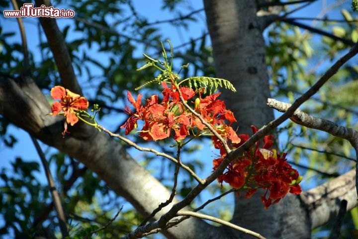 Immagine La flora dell'Arabuko-Sokoke Forest, Kenya: all'interno della Riserva forestale vivono all'incirca 600 specie di piante.