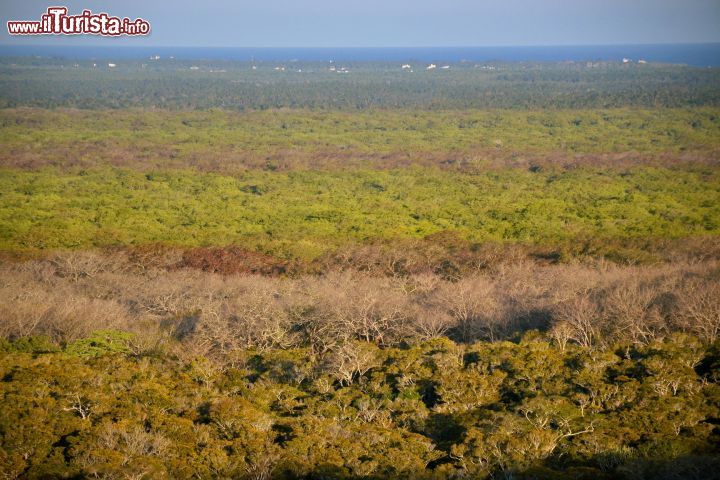 Immagine Kenya, Arabuko-Sokoke Forest: con i suoi 420 km quadrati, si tratta della più grande foresta costiera indigena di tutta l'Africa Orientale.