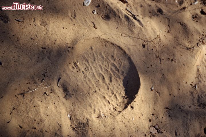 Immagine L'impronta di un elefante sulla terra della Foresta Arabuko-Sokoke, in Kenya. Anche se difficili da scorgere, qui vivono liberi alcuni elefanti.