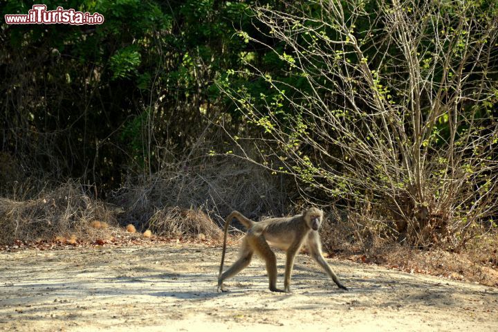 Immagine Babbuino: non è affatto raro incontrare le scimmie all'interno della Foresta Arabuko-Sokoke, nei pressi di Malindi e Watamu (Kenya).