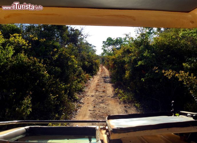 Immagine Esistono oltre 30 km di sentieri da percorrere in fuoristrada ll'interno della Foresta Arabuko-Sokoke (Kenya).
