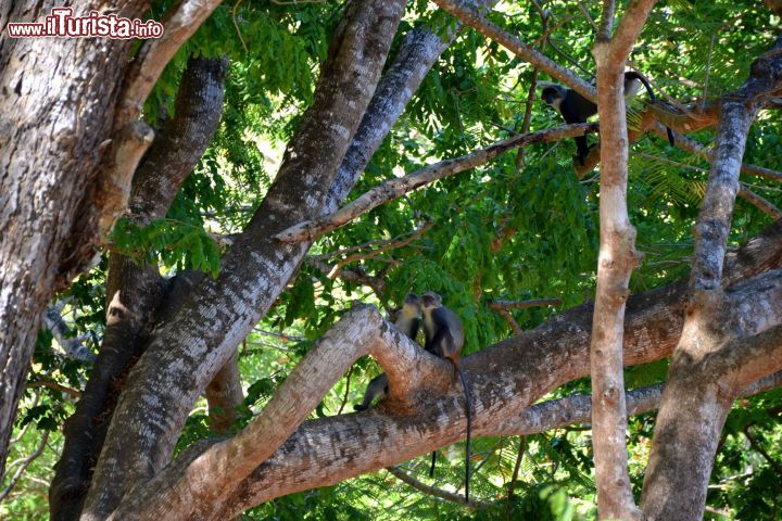 Immagine Scimmie: nella Foresta Arabuko-Sokoke (Kenya) vivono almeno 52 specie di mammiferi, tra cui babbuini e cercopitechi.