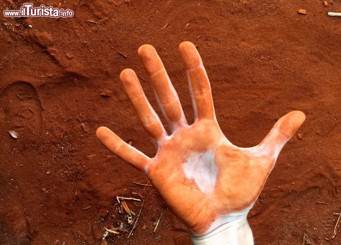 Immagine Foresta Arabuko-Sokoke, Kenya: il caratteristico colore rosso della terra è uno dei tanti aspetti affascinanti di quest'area naturale.