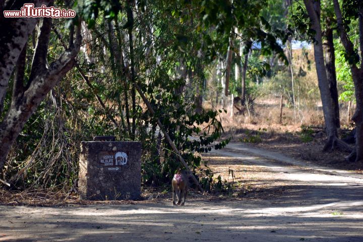 Immagine Kenya: l'ingresso dell'Arabuko-Sokoke Forest. Già in questa zona è possibile scorgere qualche animale, come le scimmie.